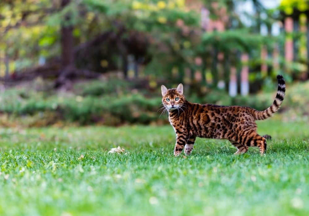 a bengal cat outdoors hunting