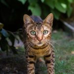 The Bengal Cat: A Unique and Exotic Breed