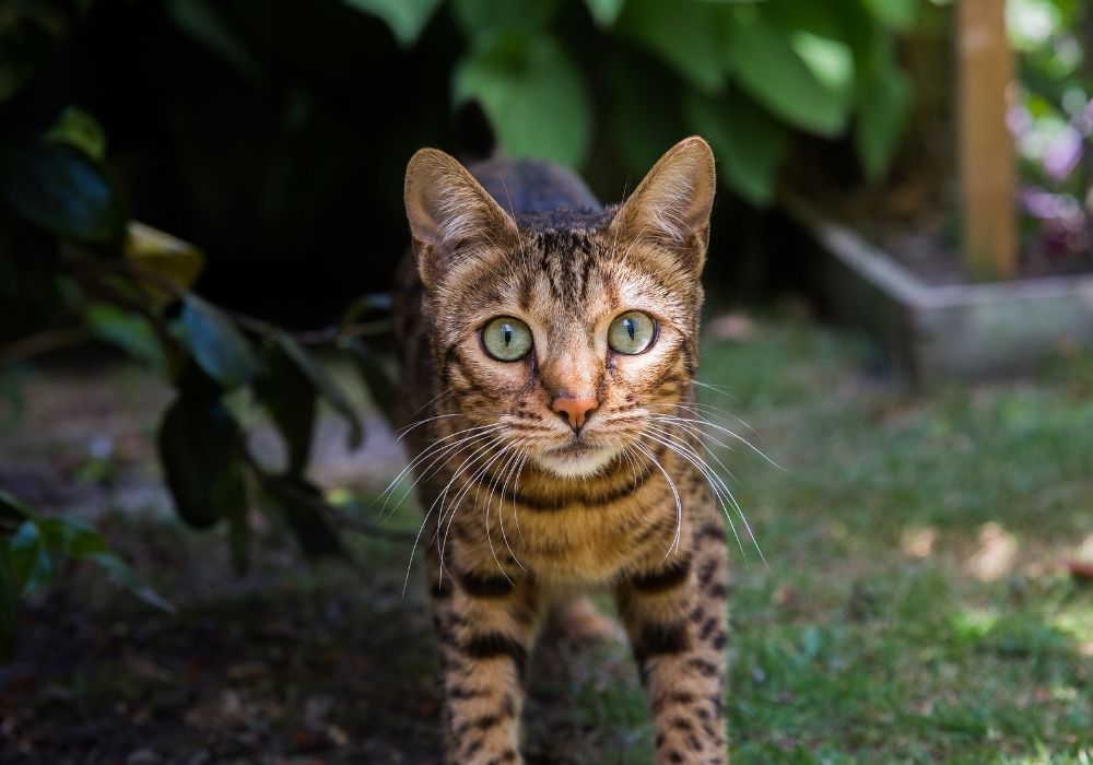 You are currently viewing The Bengal Cat: A Unique and Exotic Breed