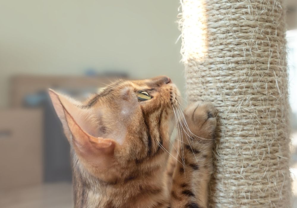 cat scratching on a scratching post