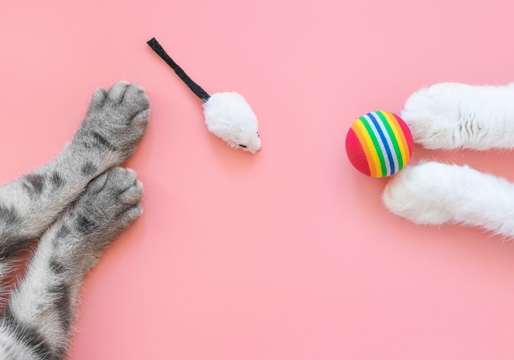 cat paws and toys on pink background