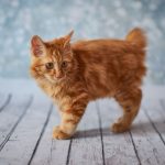 American Bobtail: Profile of This Adorable Breed