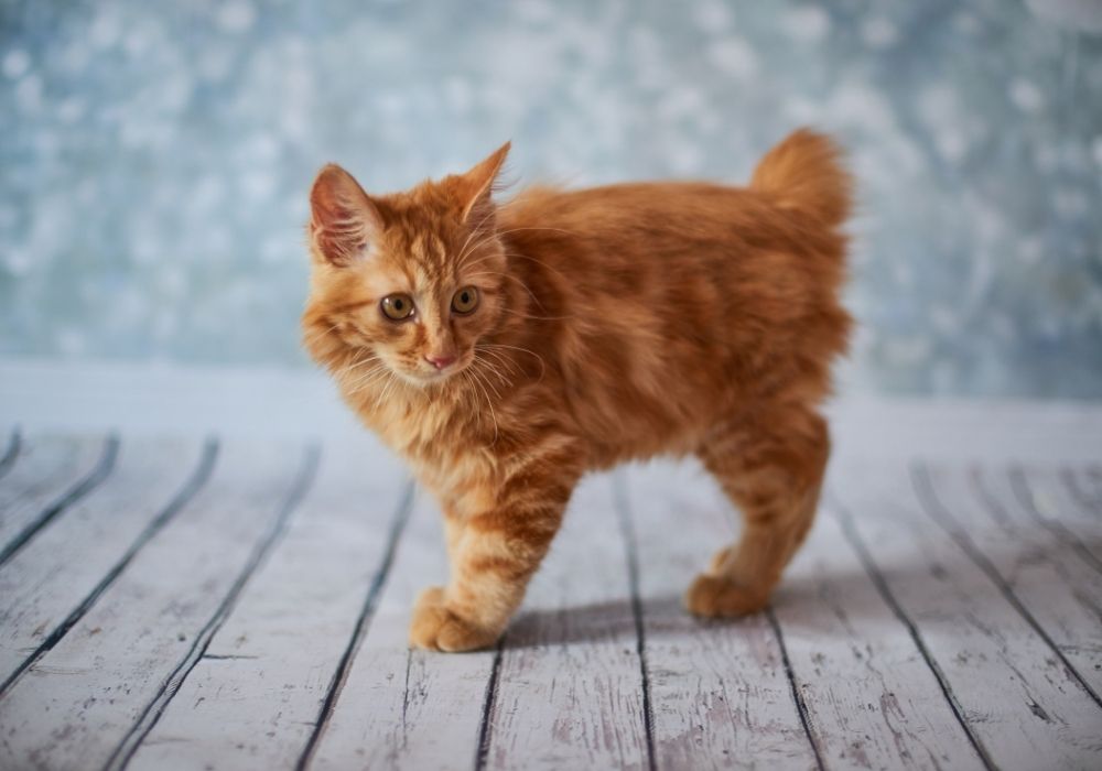 You are currently viewing American Bobtail: Profile of This Adorable Breed
